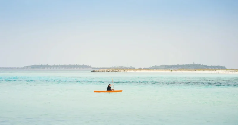 Try a Dolphin Cruise